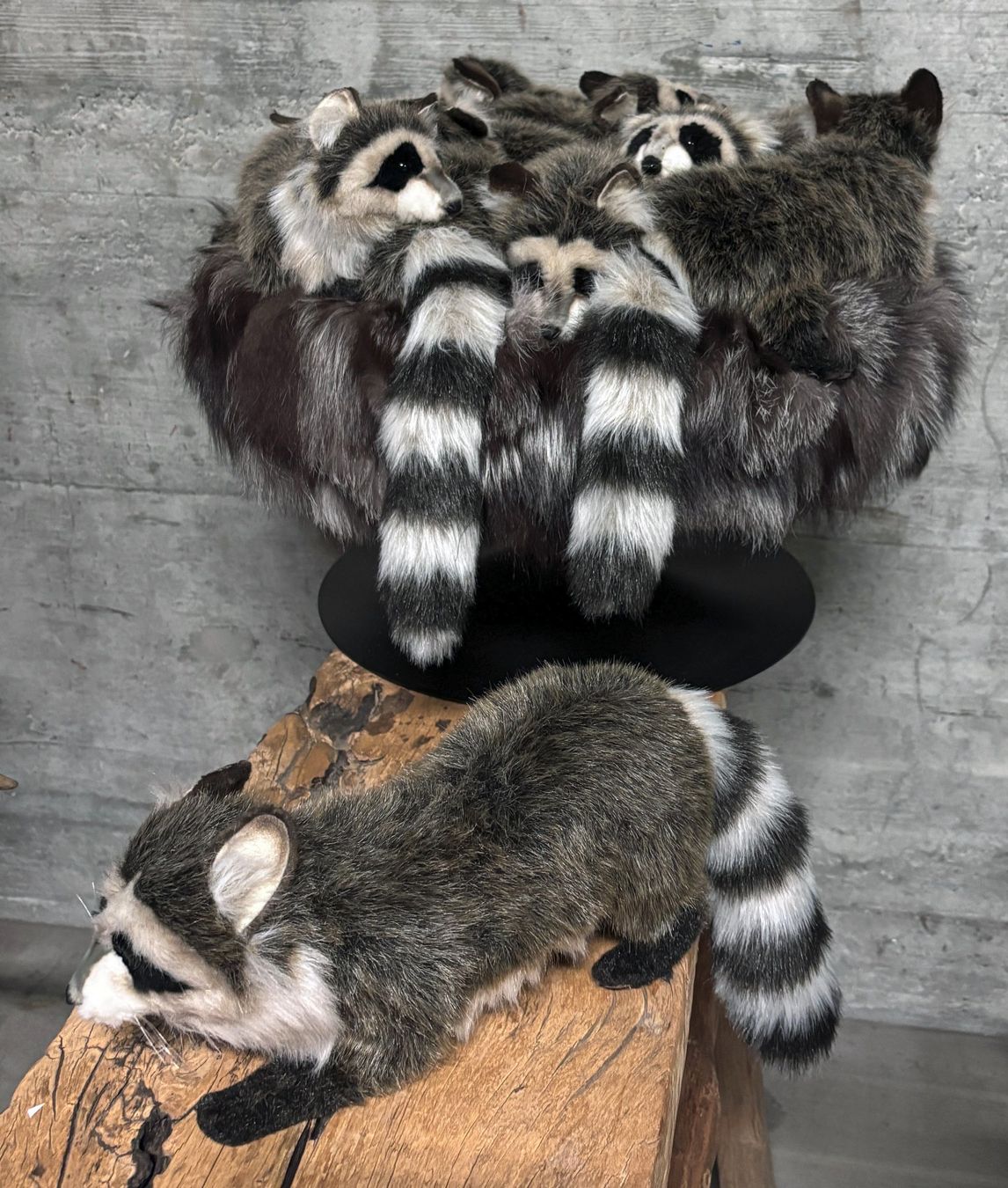 Hocker: Hocker Waschbär von AP Collection – Neu (gemäss Beschreibung) aus Chur von elifornico 1