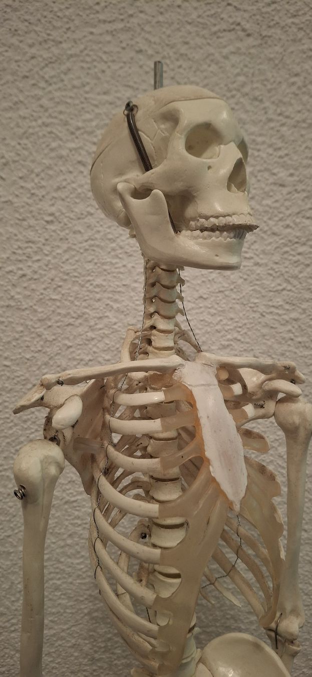 Kit di modellismo & Modellini statici: Anatomie-Modell Skelett, Halloween Deko Idee – Usato da Grosshöchstetten venduto da pas_jdb8