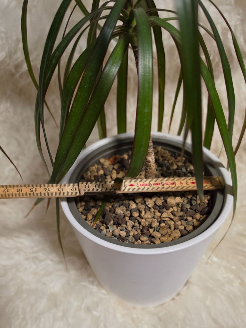 Piante & sementi: Dracaena marginata Zimmerpflanze / Drachenbaum – Usato da Liestal venduto da Shelby787 2