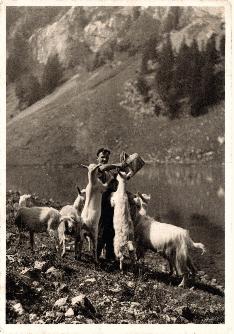Ansichtskarten: Alp-Idyll. Senn mit Ziegen – Gebraucht aus Bronschhofen von Astore