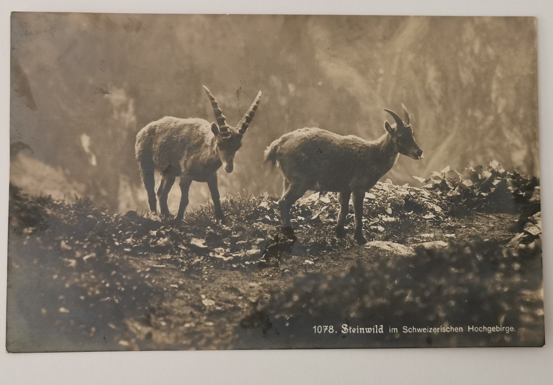 Cartes postales: 1915 – D'occasion à Aadorf par Chnorli-Furz