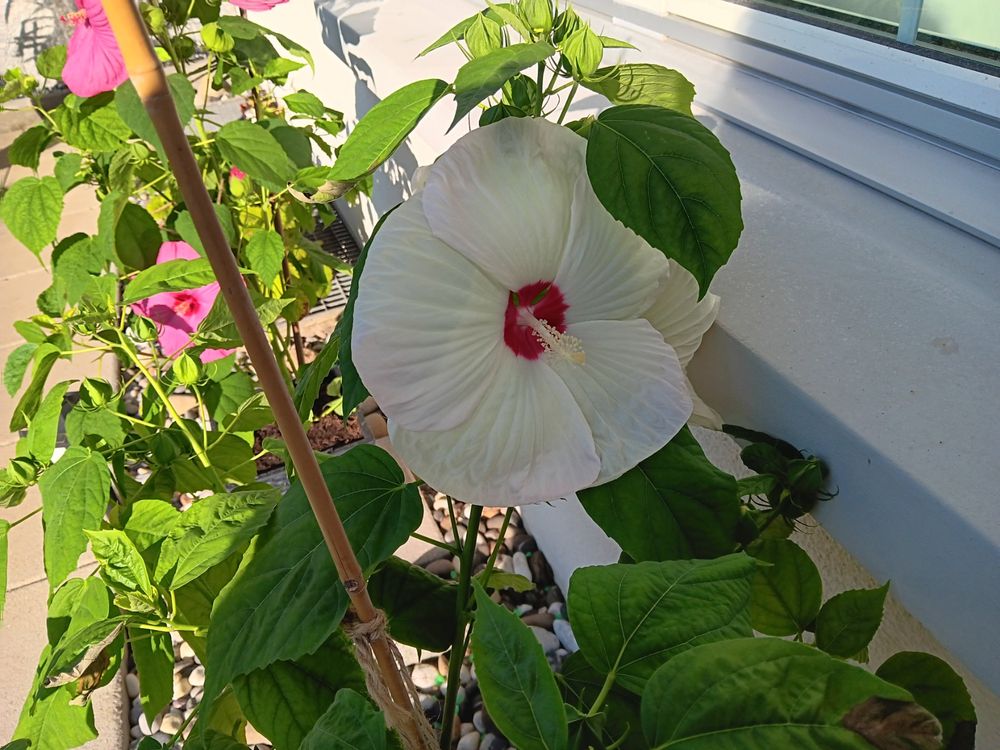 Riesen Hibiskus Kaufen auf Ricardo