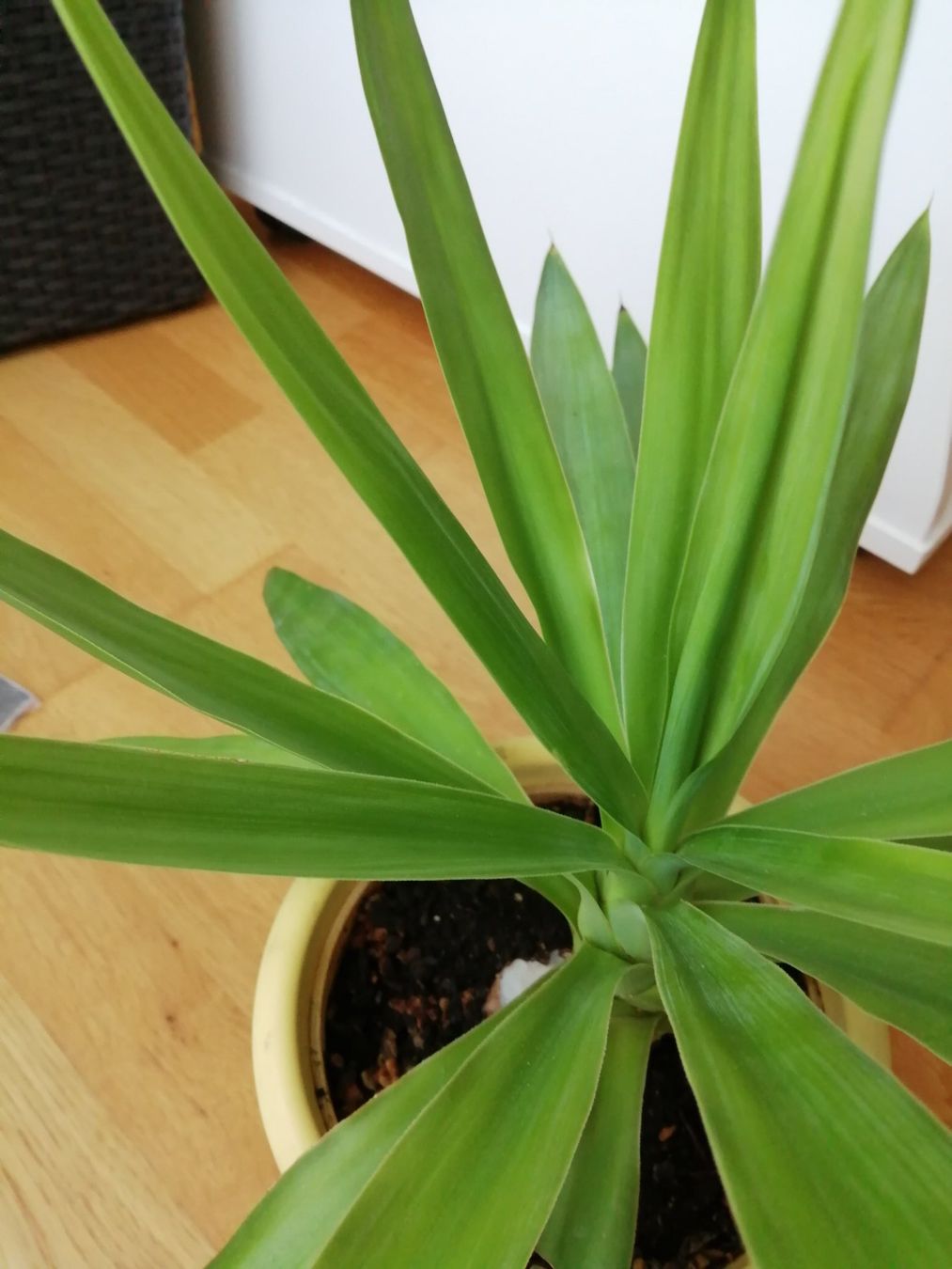 Piante & sementi: Yucca Zimmerpflanze – Usato da Windisch venduto da mer_6cjk 3