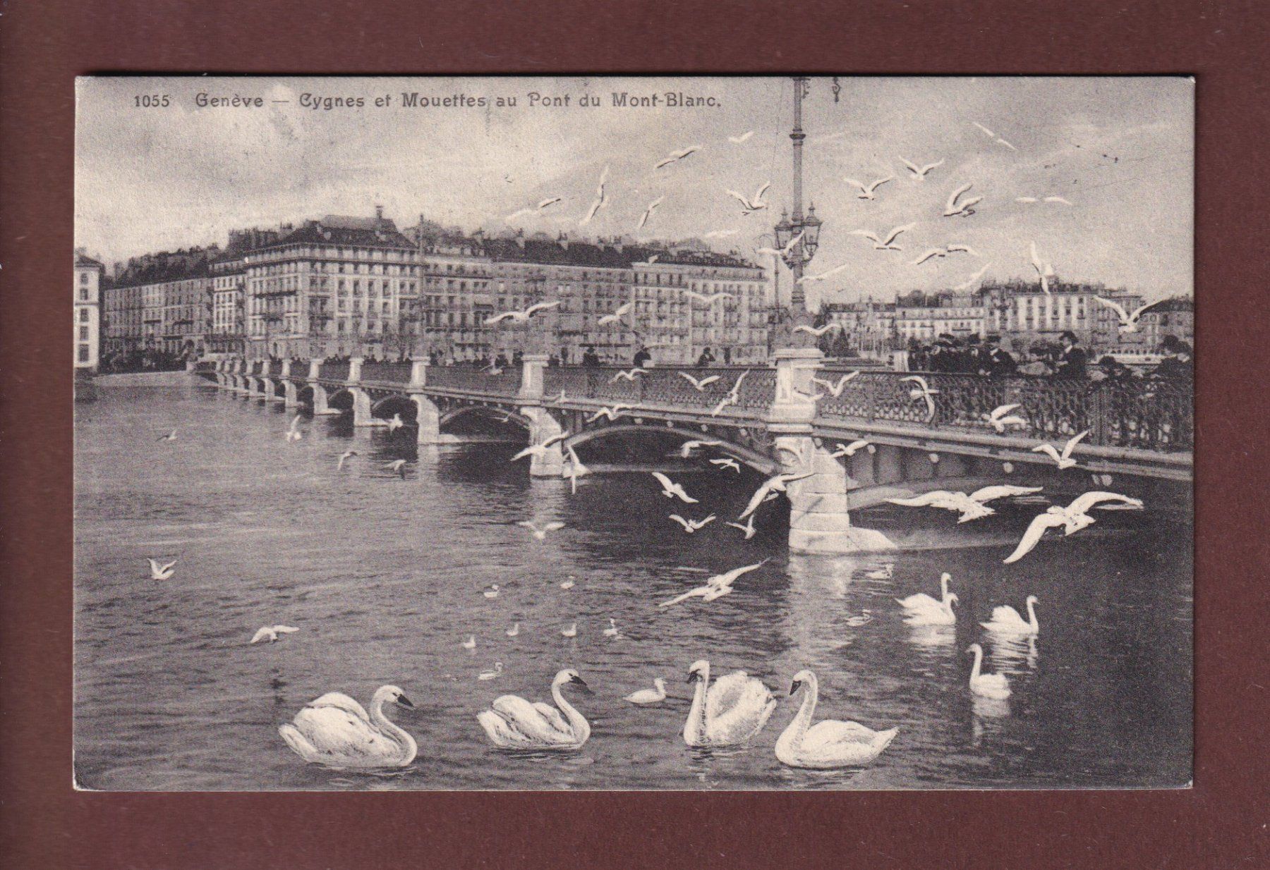 Cartoline postali: GENEVE - Cygnes et mouettes - 1913 – Usato da Pully venduto da nicecards