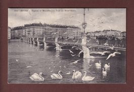 GENEVE - Cygnes et mouettes - 1913
