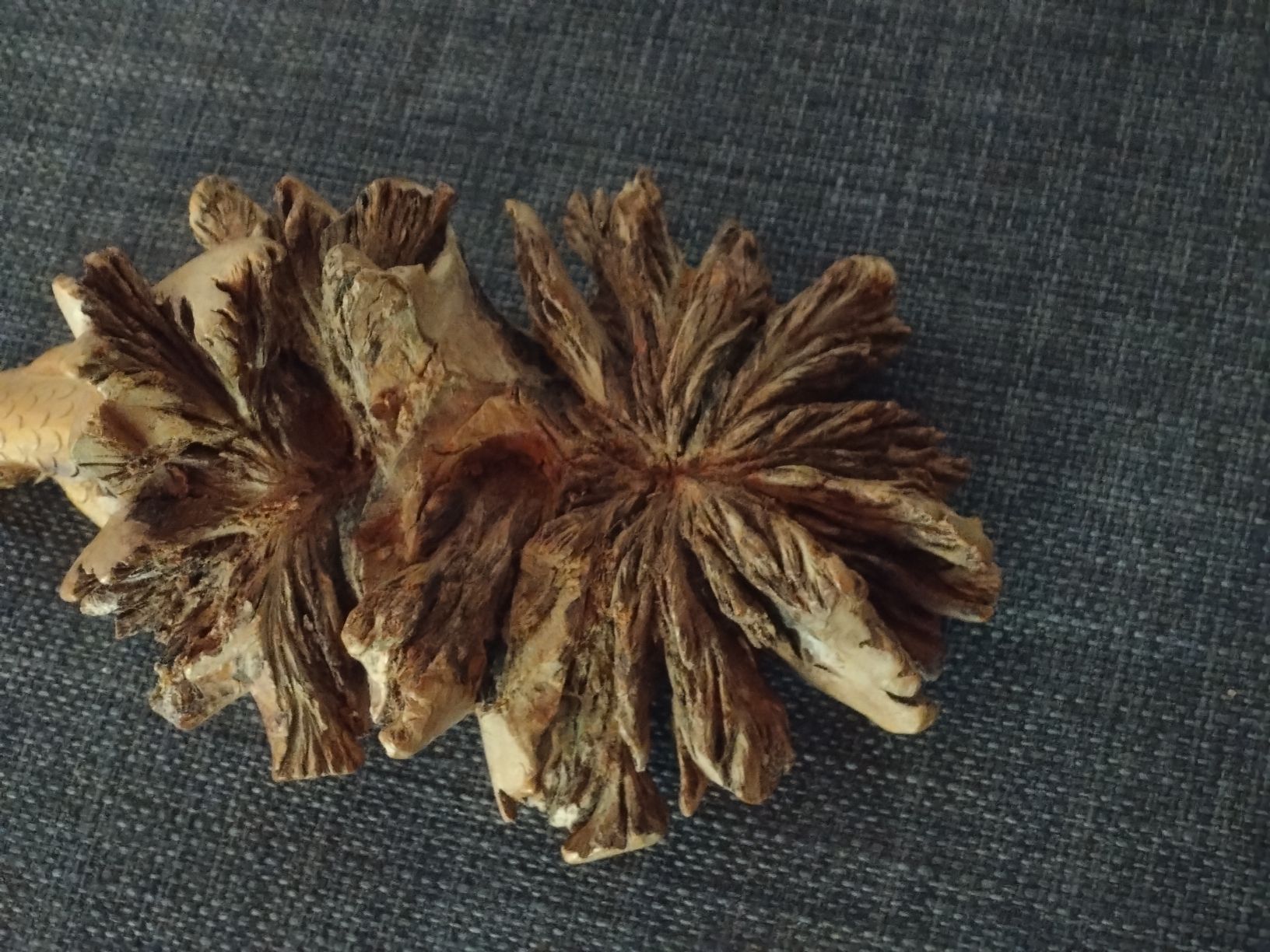 Alle Dekorationen: Lézard en bois sculpté à la main - Objet de collection – Gebraucht aus Farvagny-le-Grand von LaCaverne 6