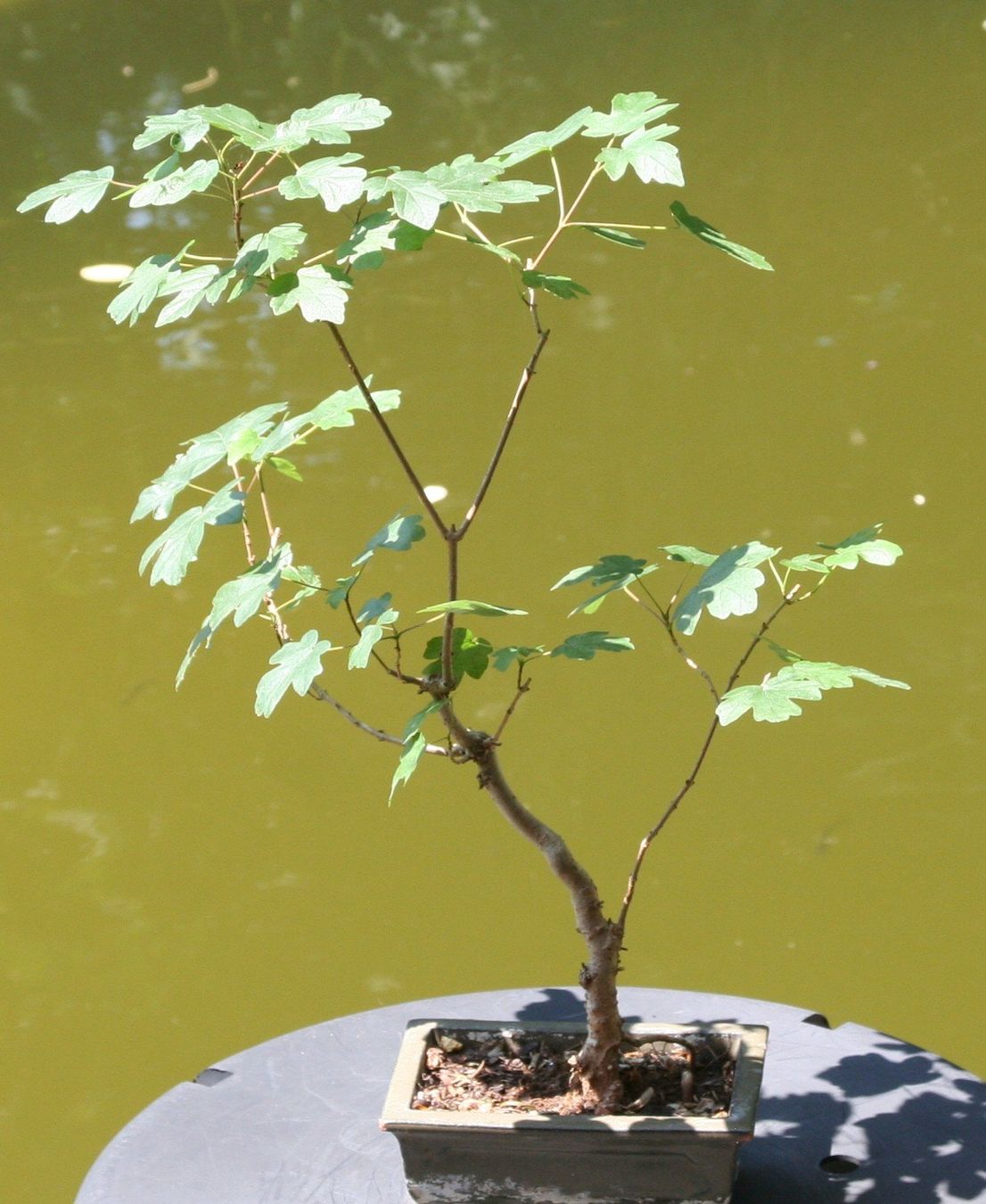 Plantes & graines: BONSAI  -  Feldahorn – D'occasion à Gretzenbach par Sikim