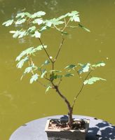 BONSAI  -  Feldahorn