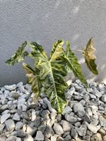 🥰 Alocasia Pseudo Sanderian Aurea rhizome 