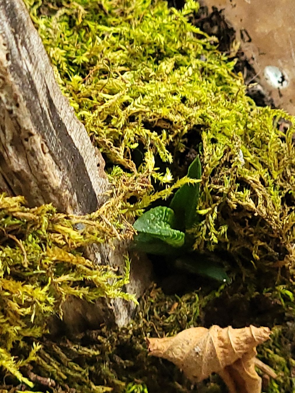 Pflanzen & Samen: Pflanze im Glas, Terrarium, Efeutute – Gebraucht aus Wald ZH von HerrDerDinger 2