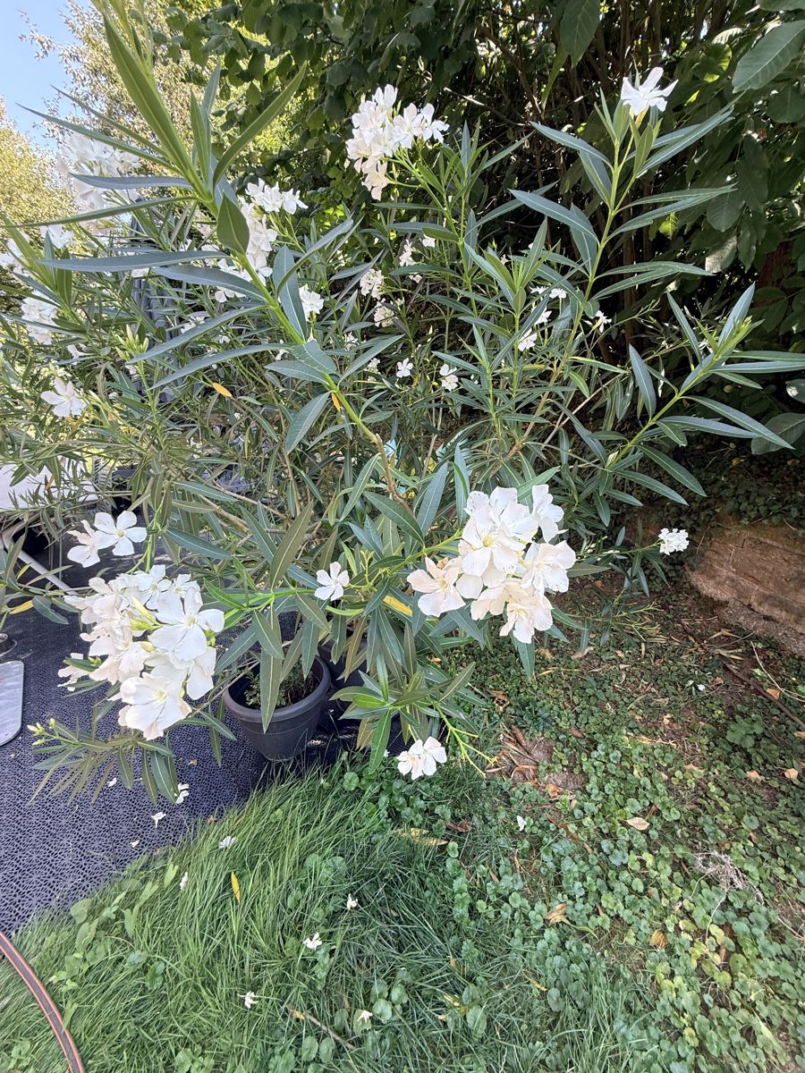 Pflanzen & Samen: Prächtige Oleander Pflanzen – Gebraucht aus Basel von oellifarm