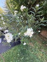 Prächtige Oleander Pflanzen