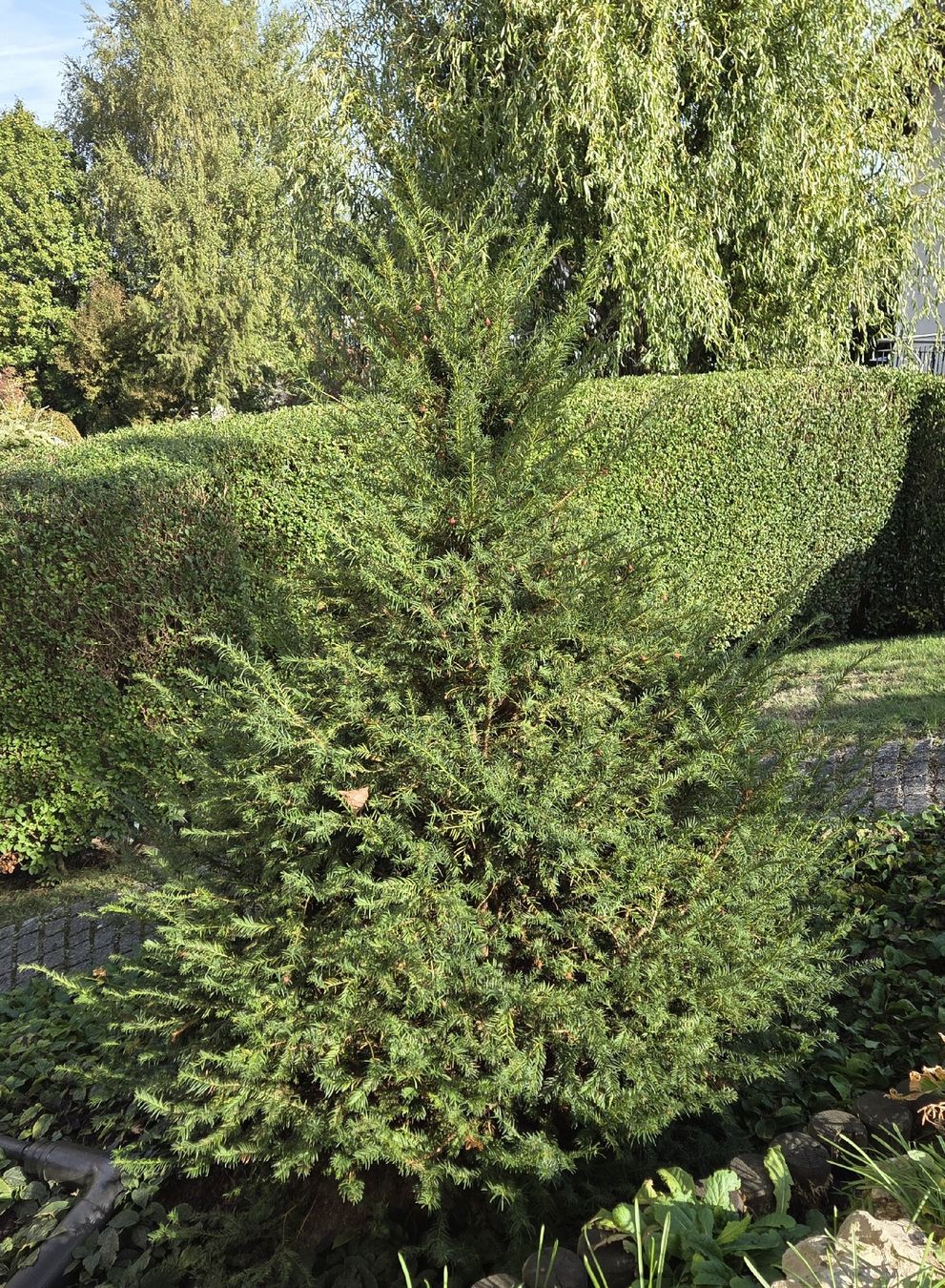 Pflanzen & Samen: Taxus baccata, Eibe – Gebraucht aus Riken AG von jud_xxz9 2