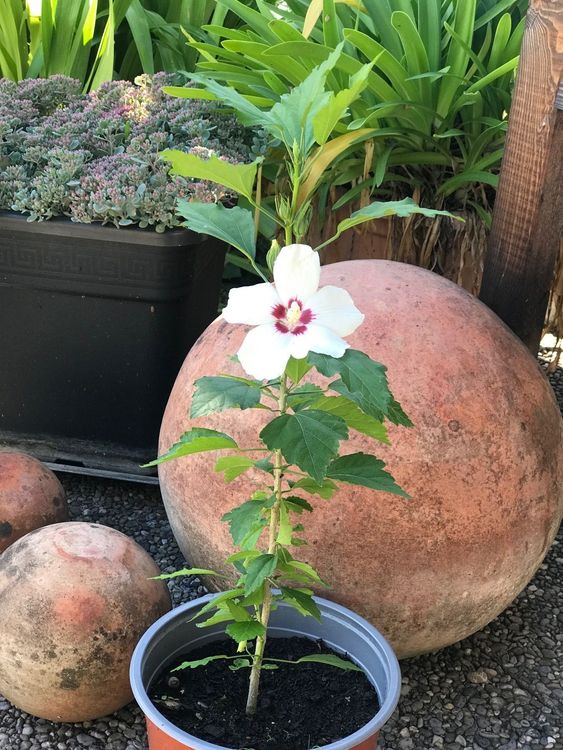 HIBISKUS STRAUCHEIBISCH GARTENEIBISCH WEISS CA 40 CM Acheter