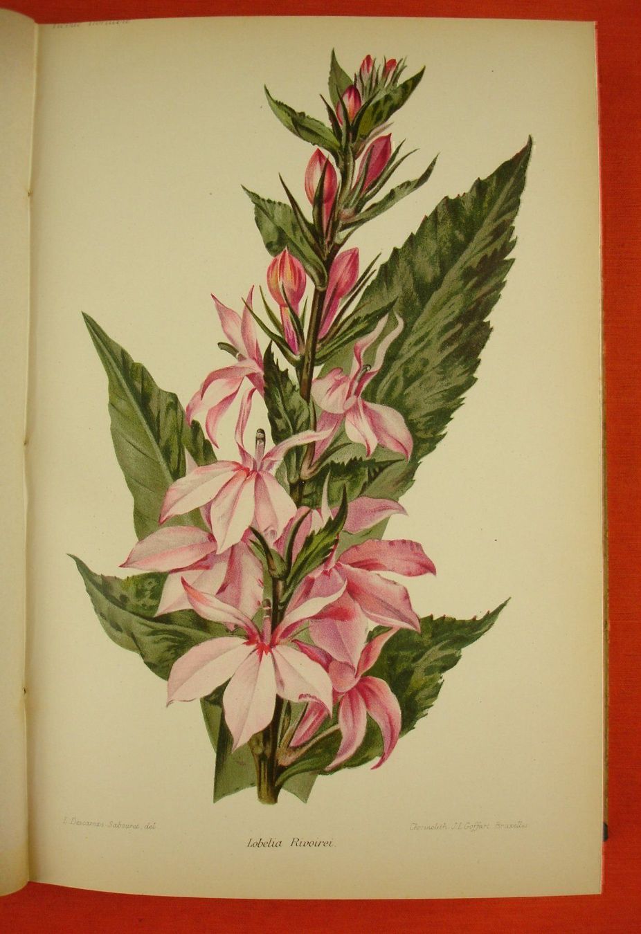 Livres: REVUE HORTICOLE 1899, LITHOS – D'occasion à Grüningen par Kartensammler 2