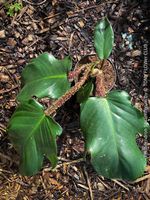 Philodendron Squamiferum mit auffälligen roten Haar-Petiolen