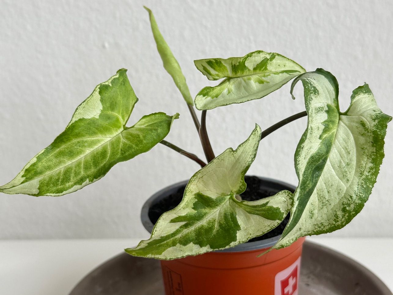 Piante & sementi: Syngonium Three Kings #2 – Usato da Zürich venduto da ong8 1