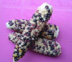 MAÏS POPCORN MULTICOLOR  15g