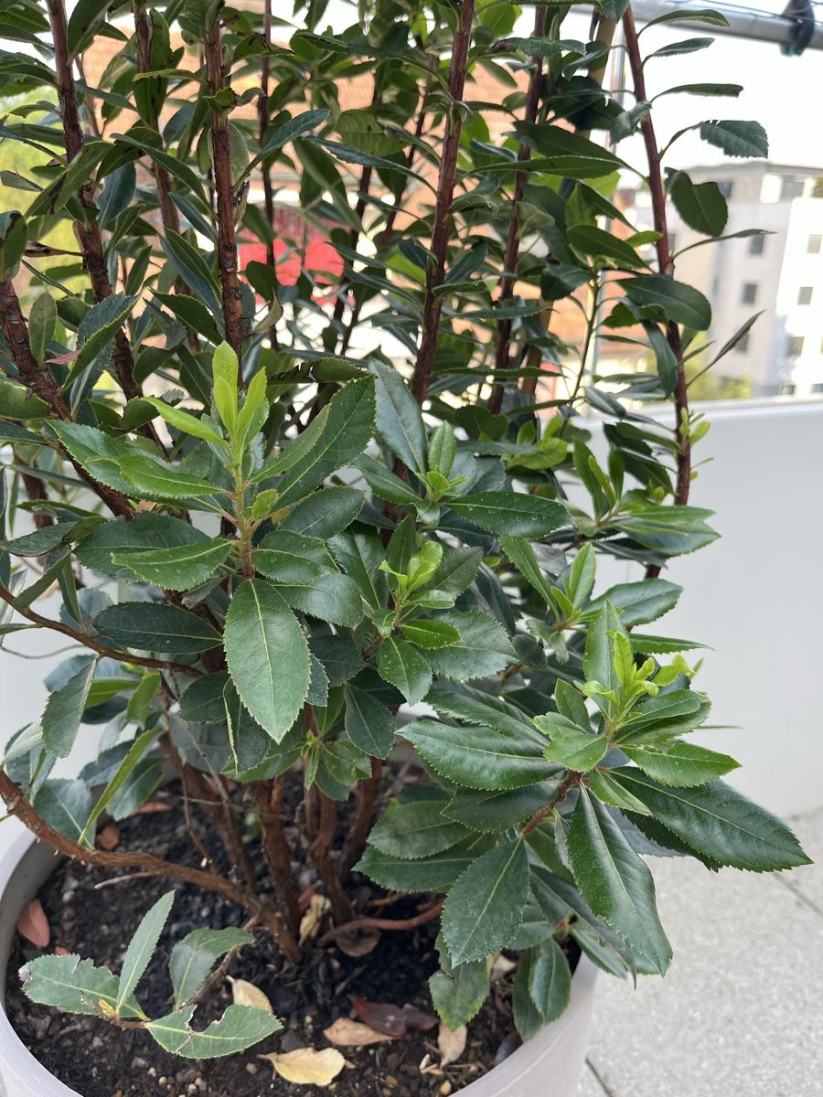 Piante & sementi: Arbutus unedo Erdbeerbaum inkl. Topf – Usato da Dietlikon venduto da Xanya 1