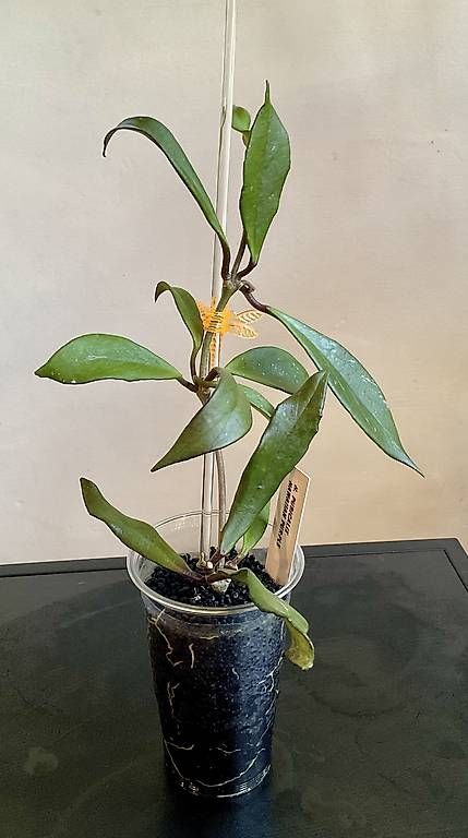 Pflanzen & Samen: Hoya pubicalix hawaien purple – Neu und originalverpackt aus Schönholzerswilen von Leavylounge
