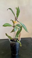 Hoya pubicalix hawaien purple