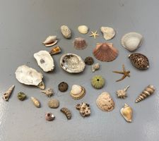 MUSCHELN DIV AB 1.-!!!