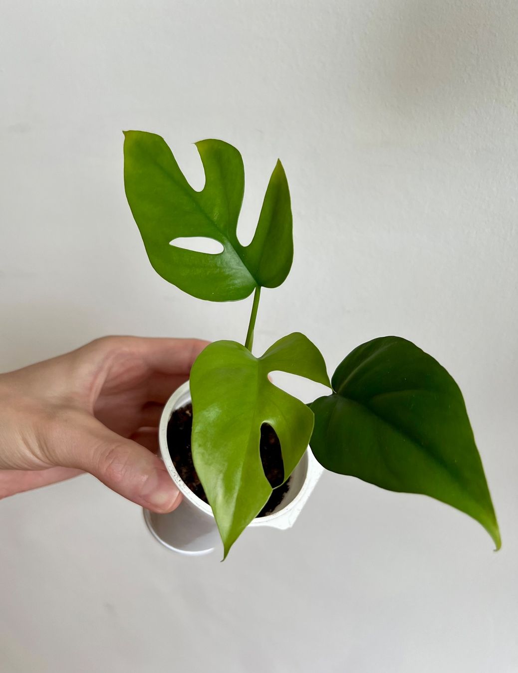Pflanzen & Samen: Monstera minima💚 – Gebraucht aus Glattpark(Opfikon) von ste_n99y