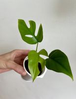 Monstera minima💚