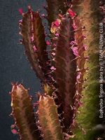 Euphorbia Trigona Rubra - burgundy Schönheit für volle Sonne