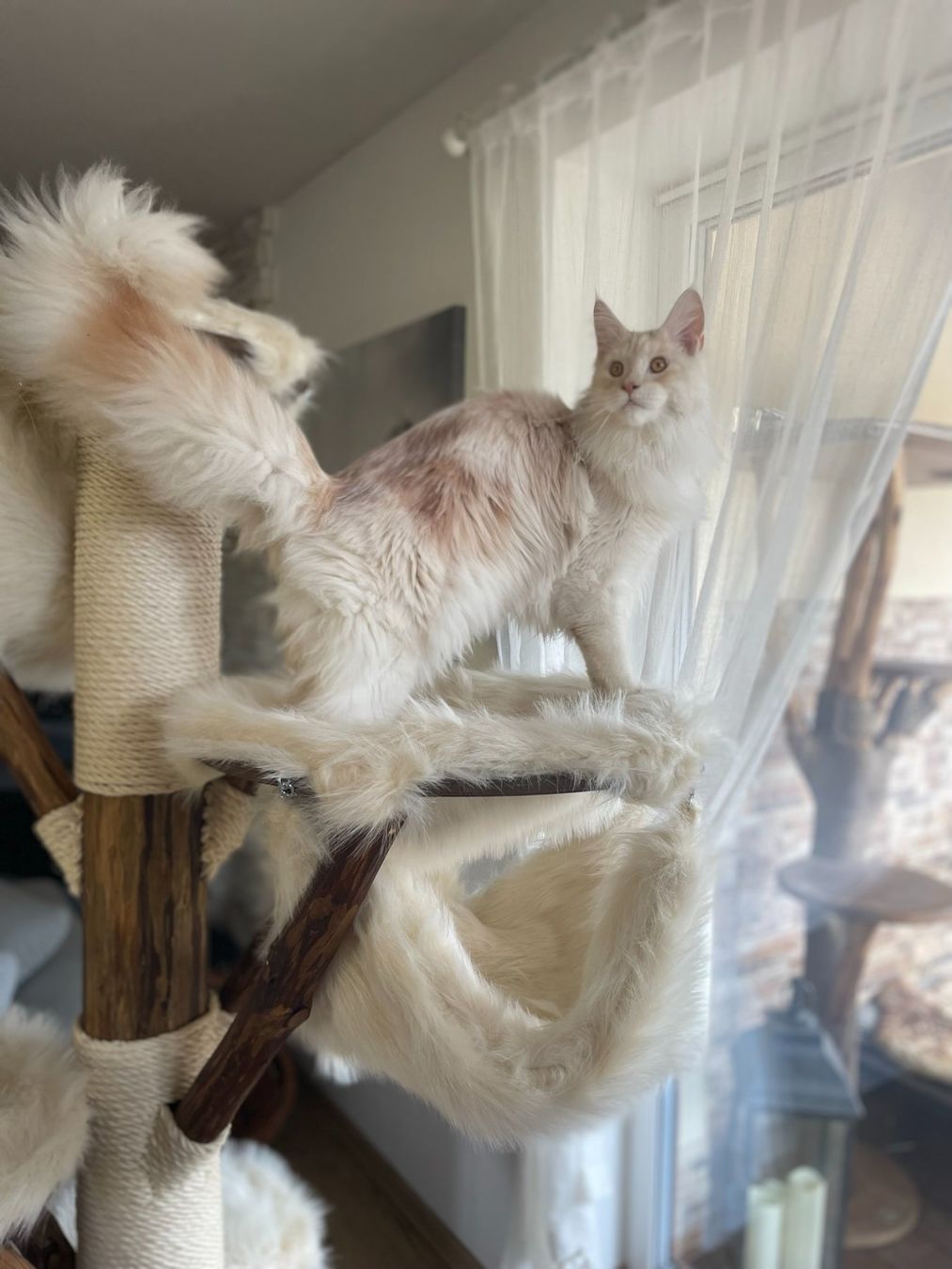 Tiragraffi: NATURHOLZ KATZENBAUM DELUXE TEFLON – Nuovo e nell'imballaggio originale da Eschenbach LU venduto da PETHOMES_AG 2