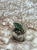 Hoya Lima splash/silver 🦄✨