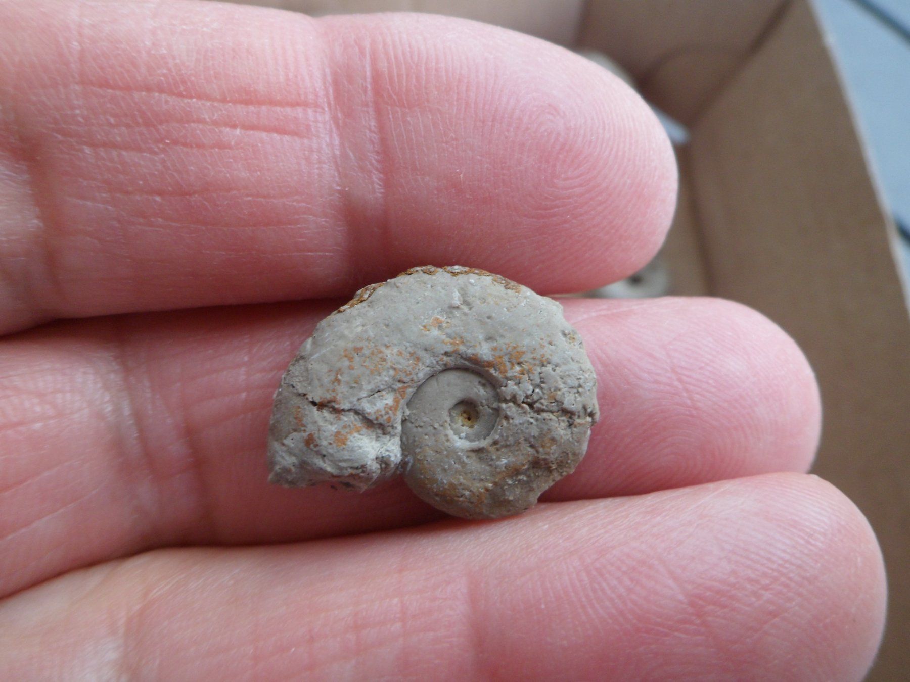 Fossili: Kleine Fossilien Sammlung Schweiz – Usato da Affoltern am Albis venduto da Fossil60 7