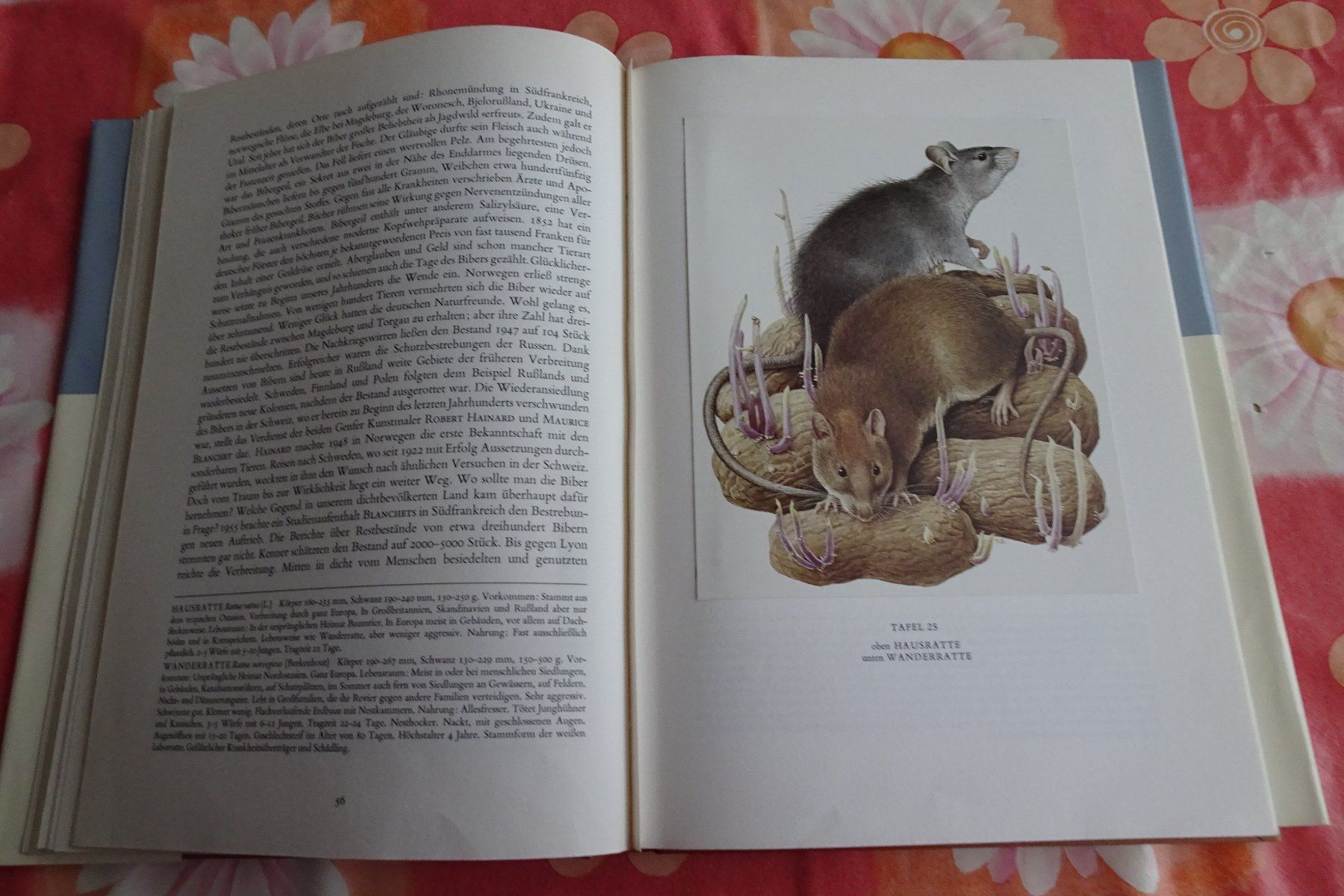 Bücher: Silva Buch Säugetiere mit tollen Tierbildern – Gebraucht aus Strengelbach von schmetterling20 5