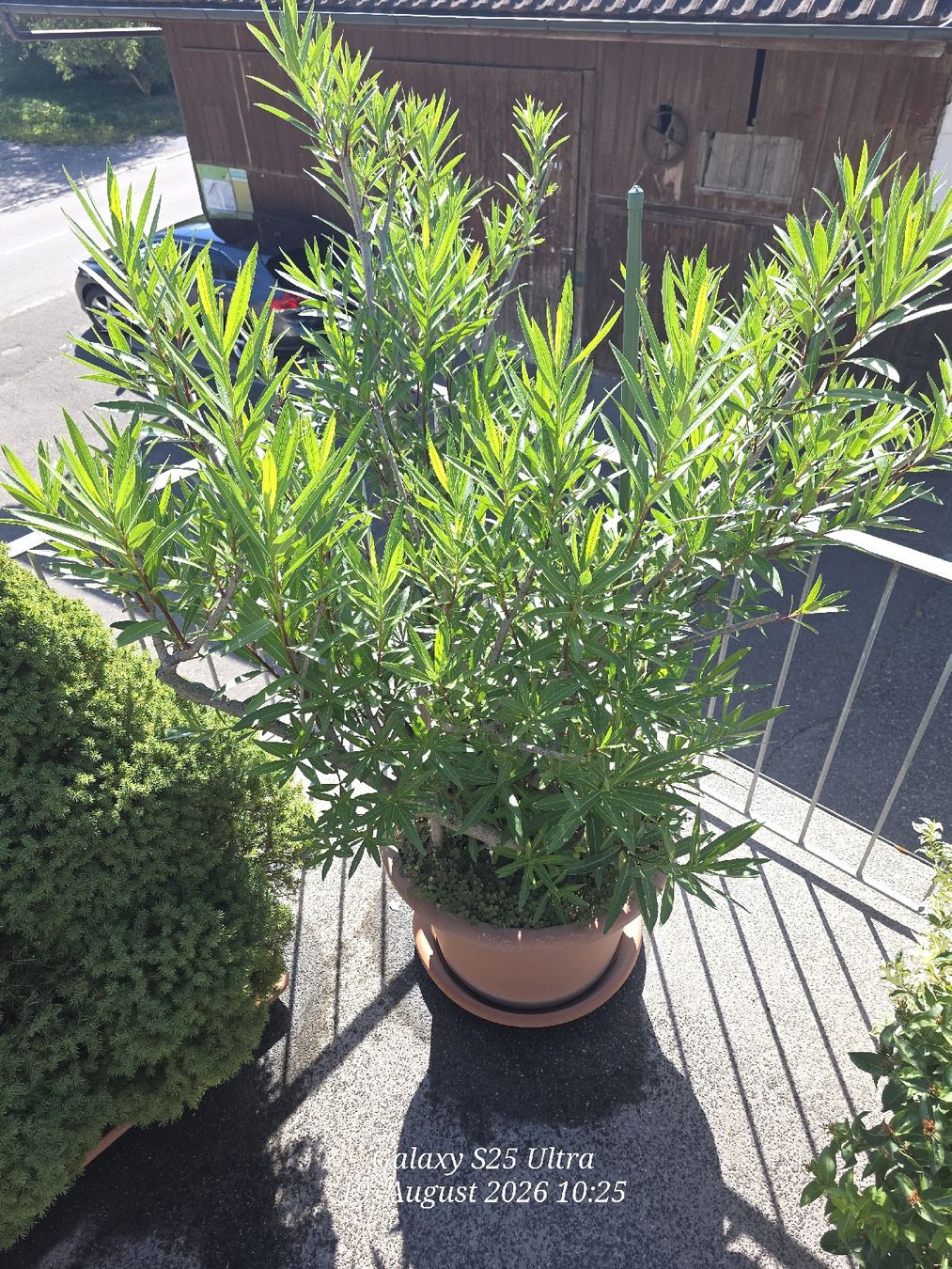 Plantes & graines: Sehr Käfiger Oleander – D'occasion à Sonterswil par 1234ralf 2