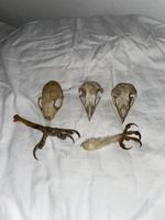 Schädel und Vogelkrallen