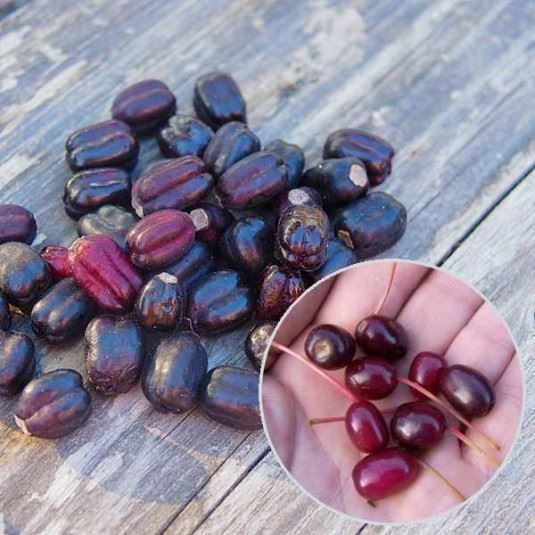 Piante & sementi: Fuchsia royal comestible  RARE  2x – Nuovo (secondo la descrizione) da Bremblens venduto da FIBONACCI369 4