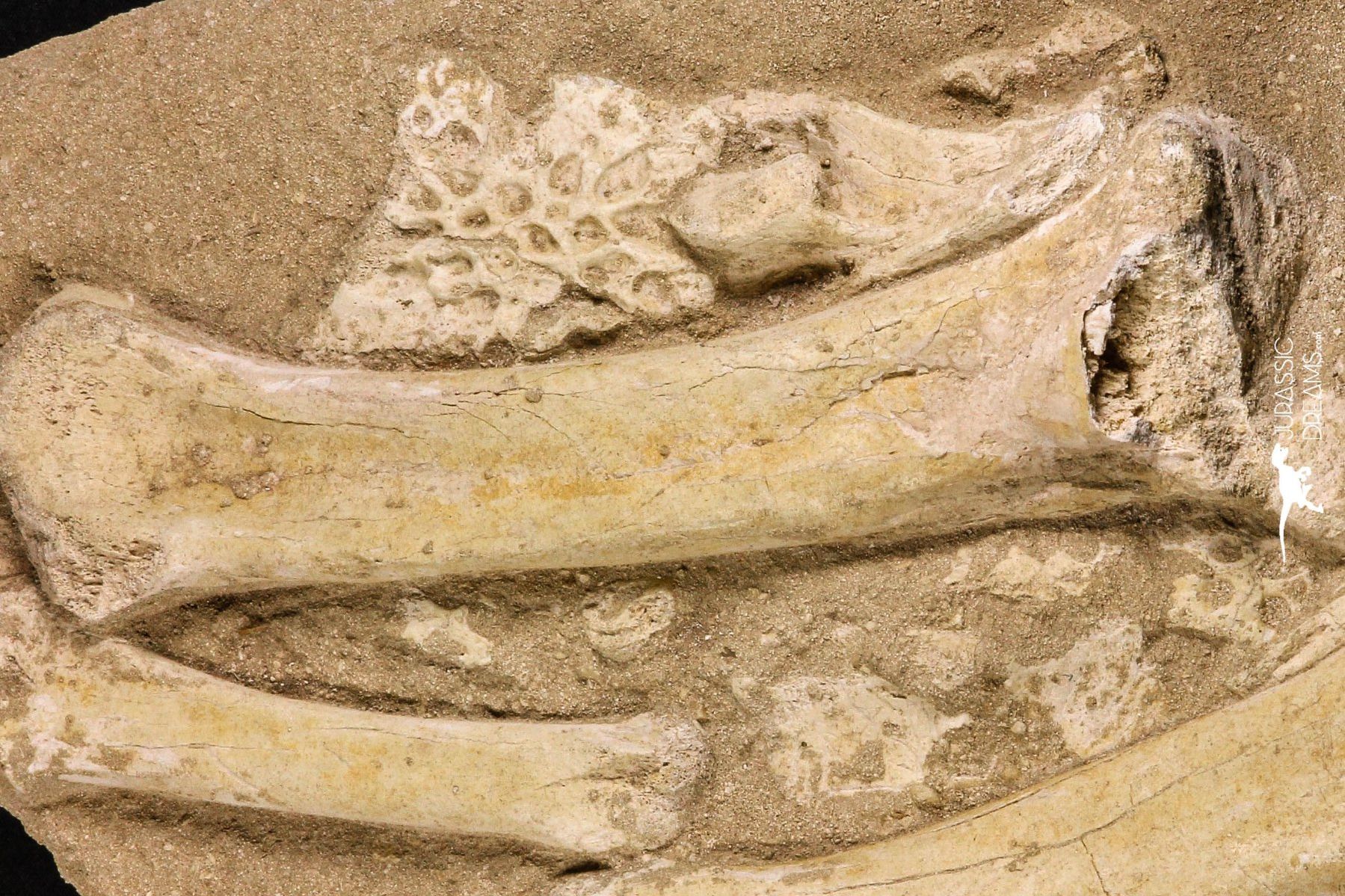 Fossilien: Beinknochen und Panzerplatten eines Dyrosaurus phosphaticus – Gebraucht aus schüpfen von rica122 2