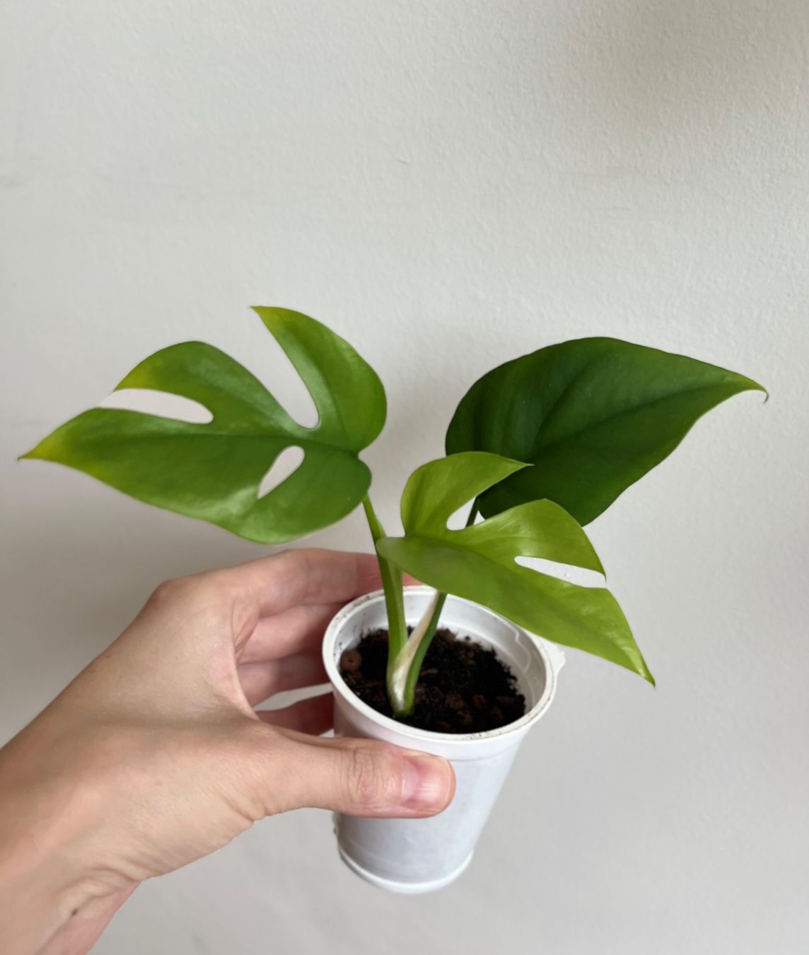 Pflanzen & Samen: Monstera minima💚 – Gebraucht aus Glattpark(Opfikon) von ste_n99y 5