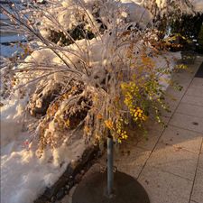 Profile image of Ravinvida