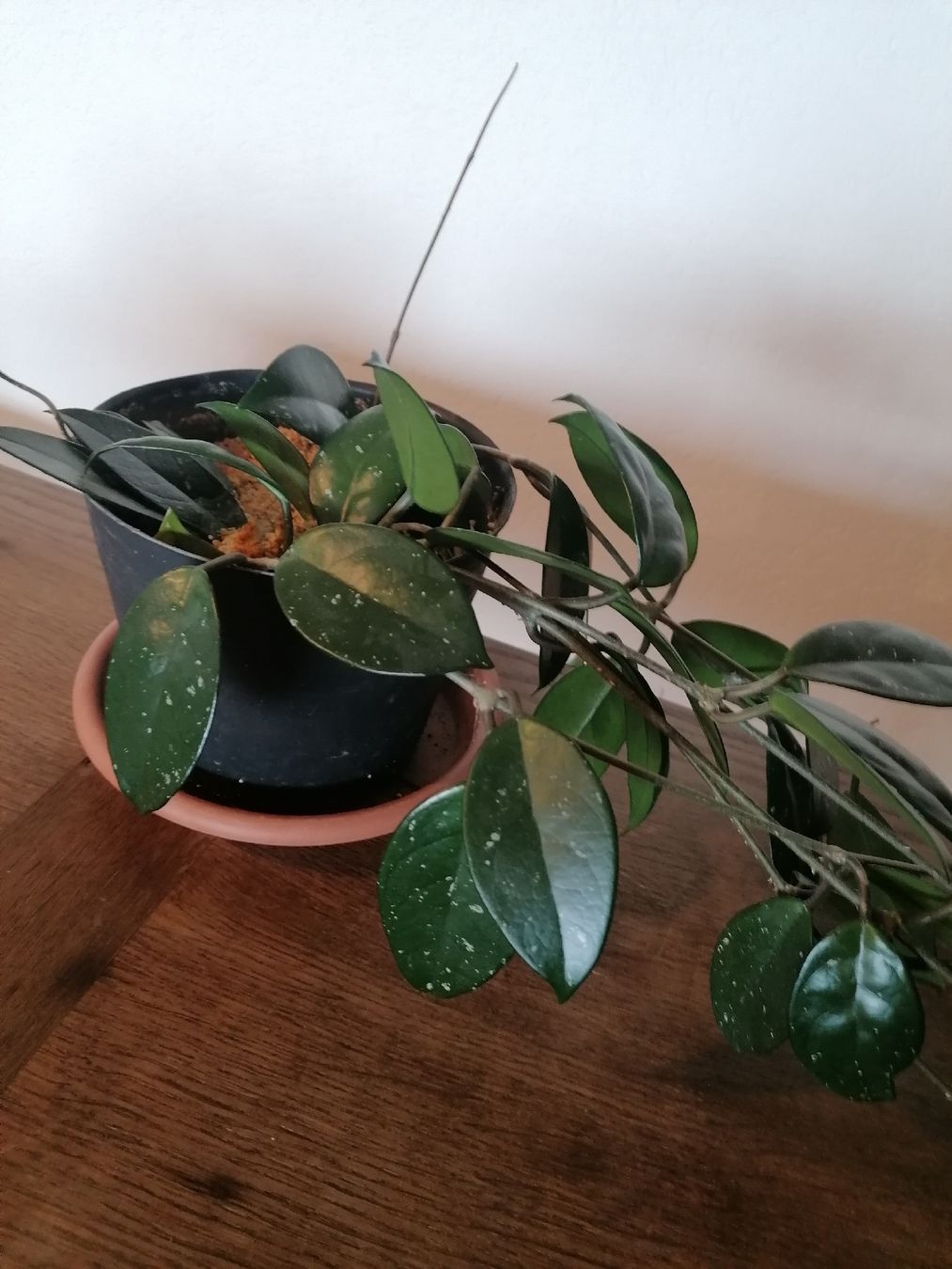 Piante & sementi: Hoya Carnosa +100 cm – Usato da Le Mont-Pèlerin venduto da dundun1 1