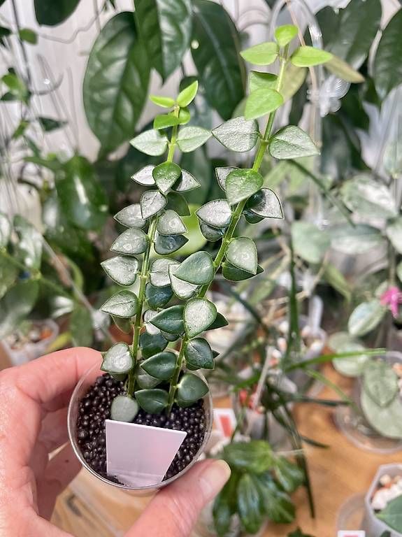 Piante & sementi: Hoya chihungensis – Usato da Schönholzerswilen venduto da Leavylounge