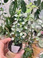 Hoya chihungensis