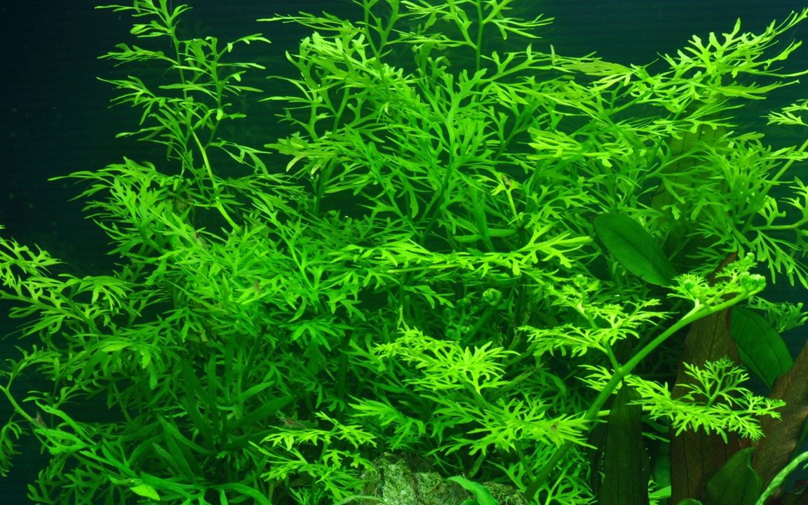 Piante & sementi: Aquarium Pflanzen Ceratopteris – Nuovo e nell'imballaggio originale da Dulliken venduto da miggu40 1