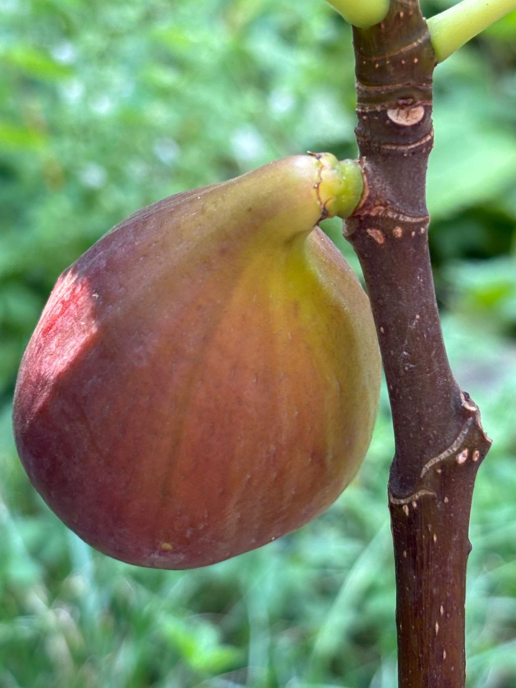 Piante & sementi: Feigenbaum – Usato da Meilen venduto da marlis_400 1