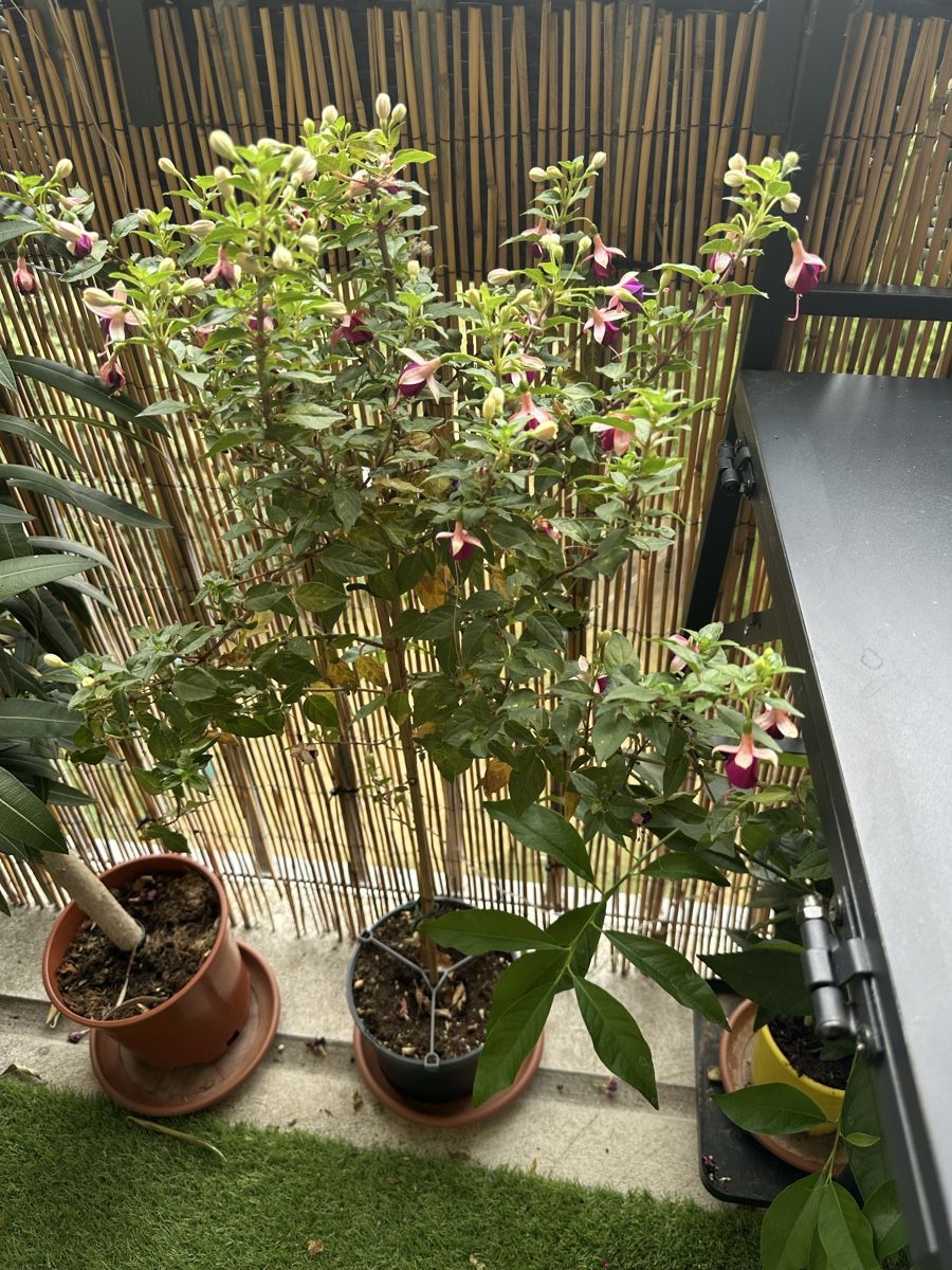 Plantes & graines: Fuchsien Bäumchen. Ca 1 m – D'occasion à Bern par womiman 1