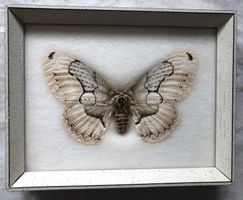 Vintage Schaukasten: Echter Brahmspinner Schmetterling
