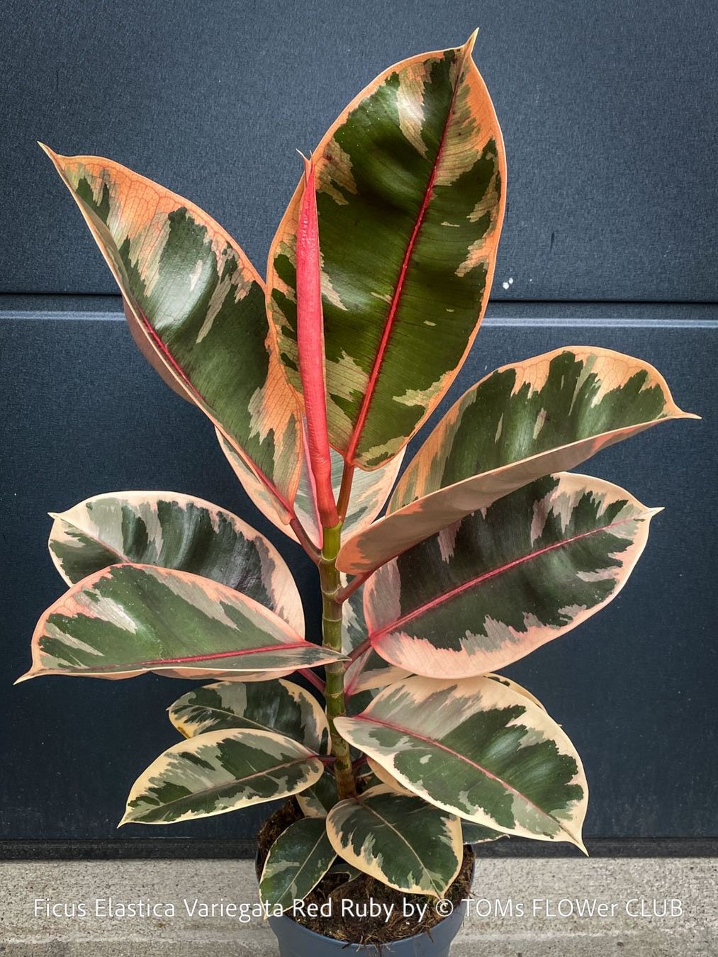 Piante & sementi: Ficus Elastica Variegata Red Ruby - ein absoluter Blickfang – Nuovo e nell'imballaggio originale da Adliswil venduto da asTOMas963