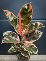 Ficus Elastica Variegata Red Ruby - ein absoluter Blickfang