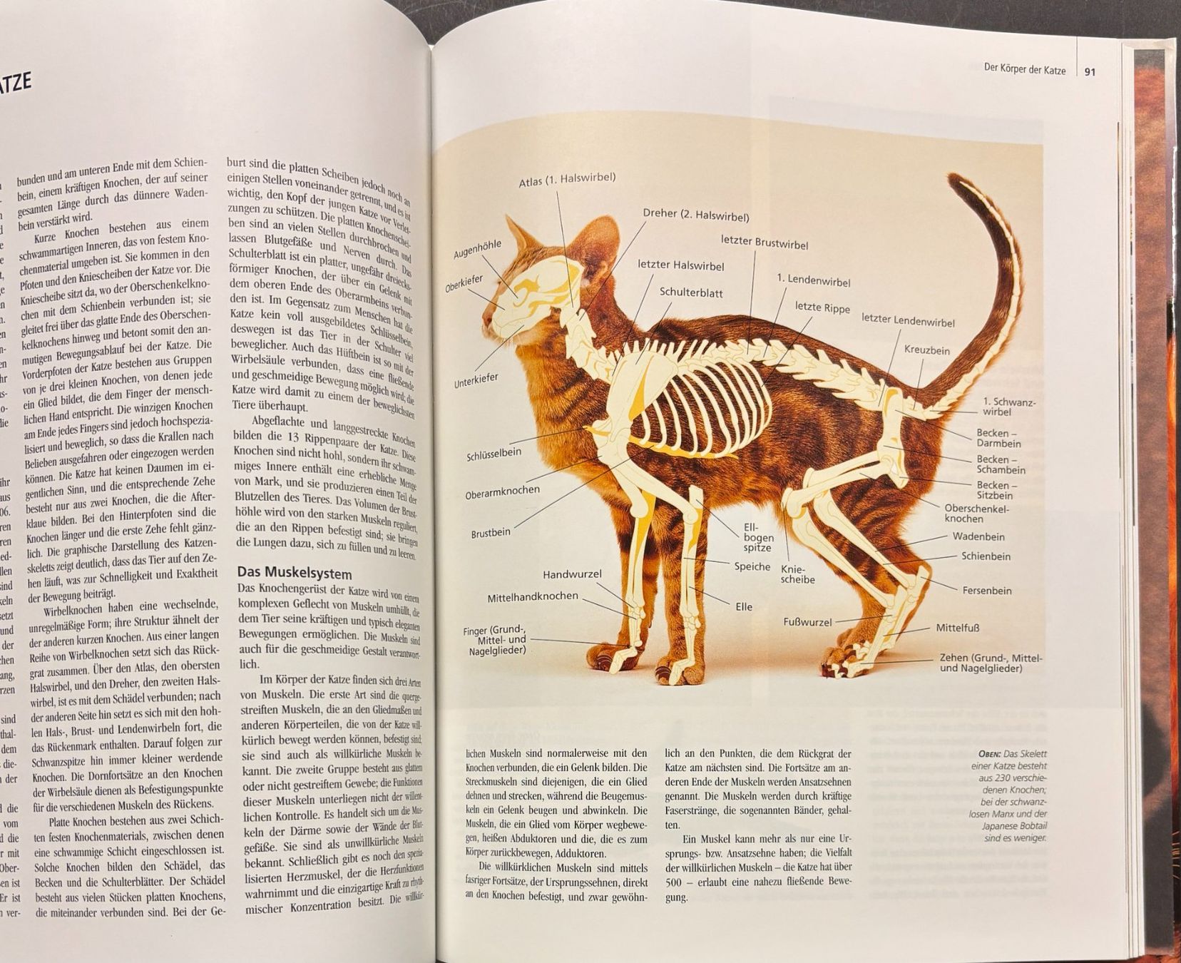 Libri: Katzen und ihre Welt – Nuovo e nell'imballaggio originale da Sarnen venduto da Livres 6