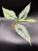 Alocasia Heterophylla Dragon Breath (1-9)